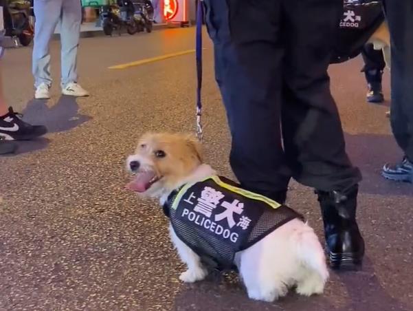 000字長文，看懂進博會傳播"